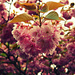 Cherry Tree