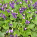 Patch Of Purple