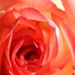 A Rose is just a Rose