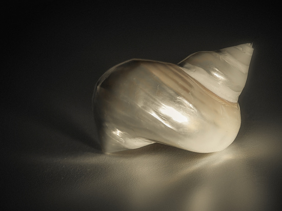 shell study by ltodd