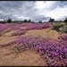 09/05/2013 - Desert Floor