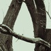 The letter A
