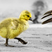 Following The Right Mum!