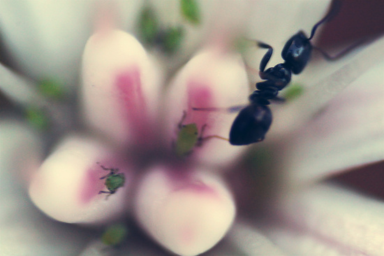 invisible bugs by pocketmouse