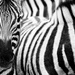 Zebra Stripes