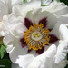 Tree Peony