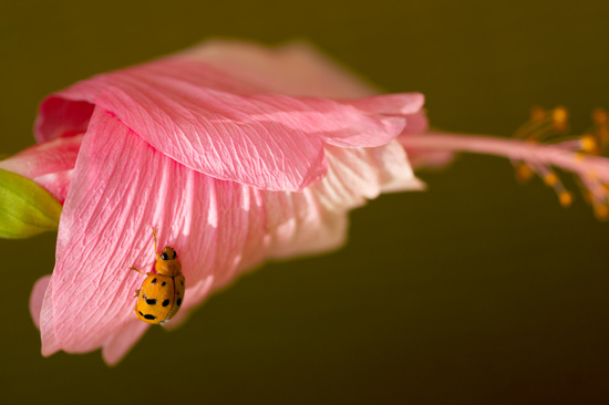 Ladybird, ladybird by bella_ss