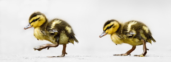 Seeing Duckling Doubles by rennes