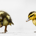 Seeing Duckling Doubles