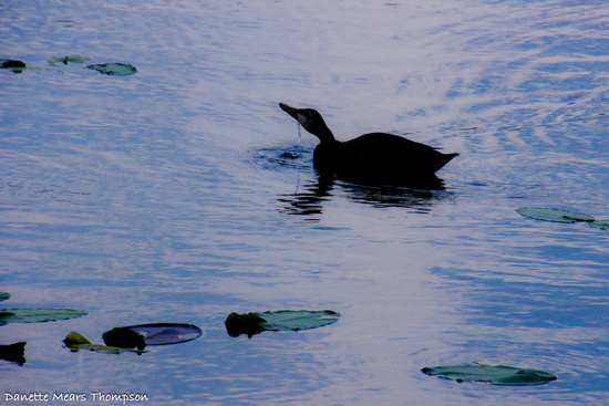 Evening swim by danette