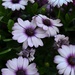 daisies