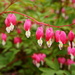 Bleeding hearts
