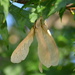 Seed