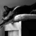 Life is such a bore! 