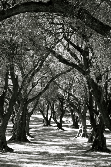 Parkland forest by sugarmuser