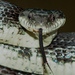 Eastern Ratsnake