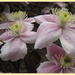 Clematis montana
