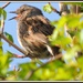 Sing birdie sing