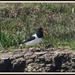 Oyster catcher