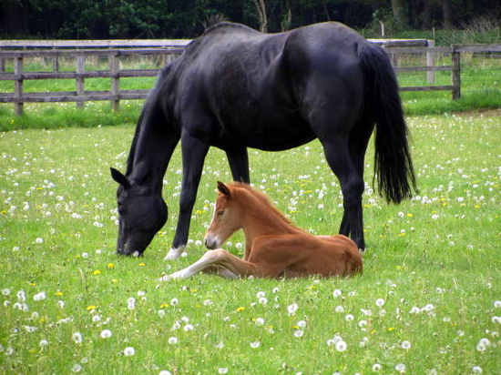 Tender Baby by filsie65