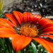 Daisies - Orange