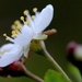 Cherry blossom