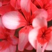 Super Pink