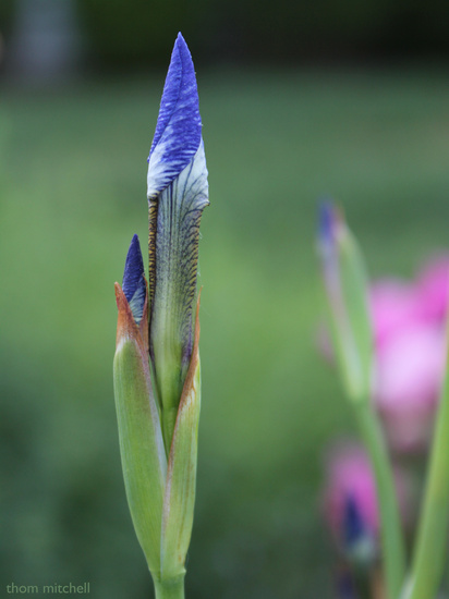 Iris by rhoing