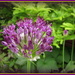 Allium