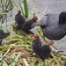 Coot and babies