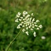 Wildflower