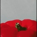 Red Pepper by olivetreeann