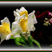Back to the Flowers