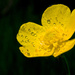"Build Me Up Buttercup"