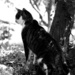 Cham saw something, but what?