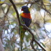 Rainbow Lorikeet 