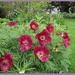 Lucy Boston's garden