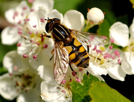 Bee close up... by philbacon