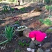 Time to Smell the Primula