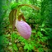 Pink Lady Slipper