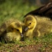 Sweet Goslings