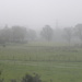 Misty Morning