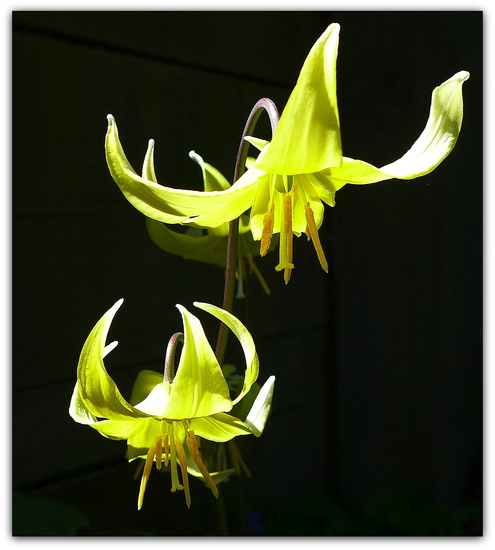 Erythronium 2 by judithdeacon