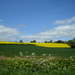 Fields of gold...