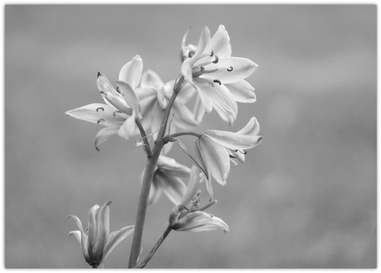 Faded Belle by filsie65