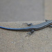 Blue Tailed Skink