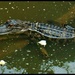 Gator