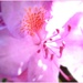 Rhododendron Blossom