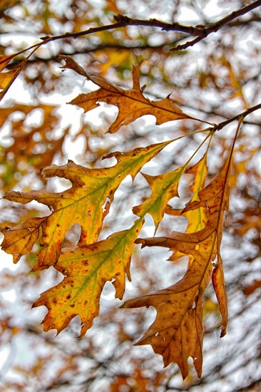 Leaves of Bronze by helenw2