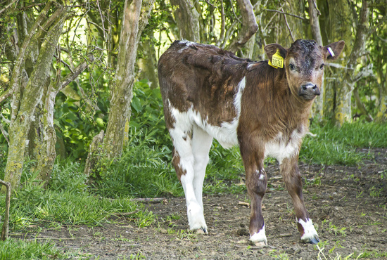 calf and ancient hawthorn hedge by jantan